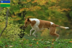 Read more about the article Collie breeders and puppies in Flevoland