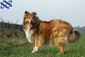 Read more about the article Collie breeders and puppies in Friesland