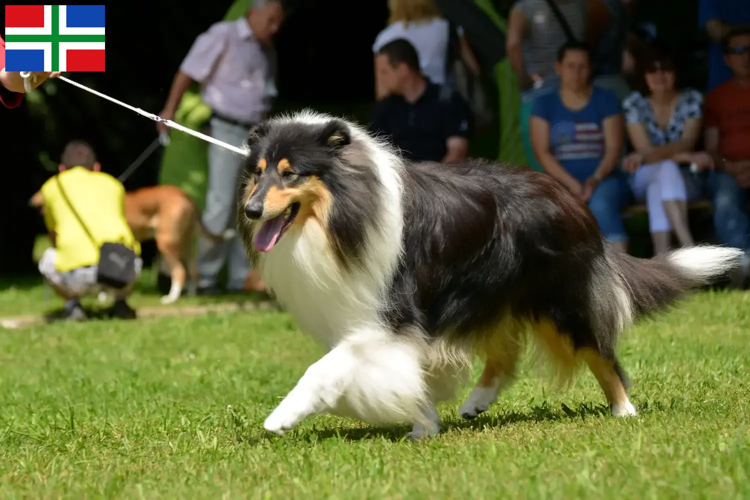 Read more about the article Collie breeders and puppies in Groningen