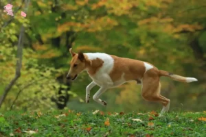 Read more about the article Collie breeder and puppies in Hovedstaden