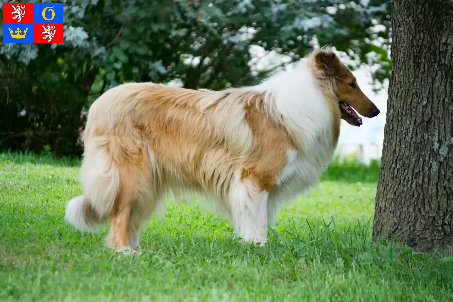 Read more about the article Collie breeders and puppies in Hradec Králové