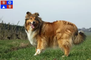 Read more about the article Collie breeders and puppies in Liberec