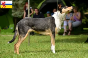 Read more about the article Collie breeders and puppies in Limburg