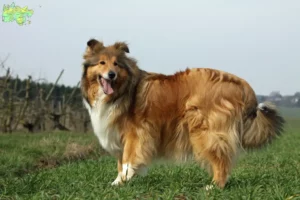 Read more about the article Collie breeders and puppies in Midtjylland