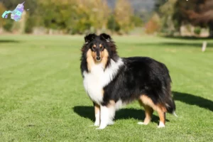 Read more about the article Collie breeders and puppies in Nordjylland