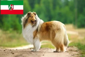 Read more about the article Collie breeders and puppies in North Rhine-Westphalia