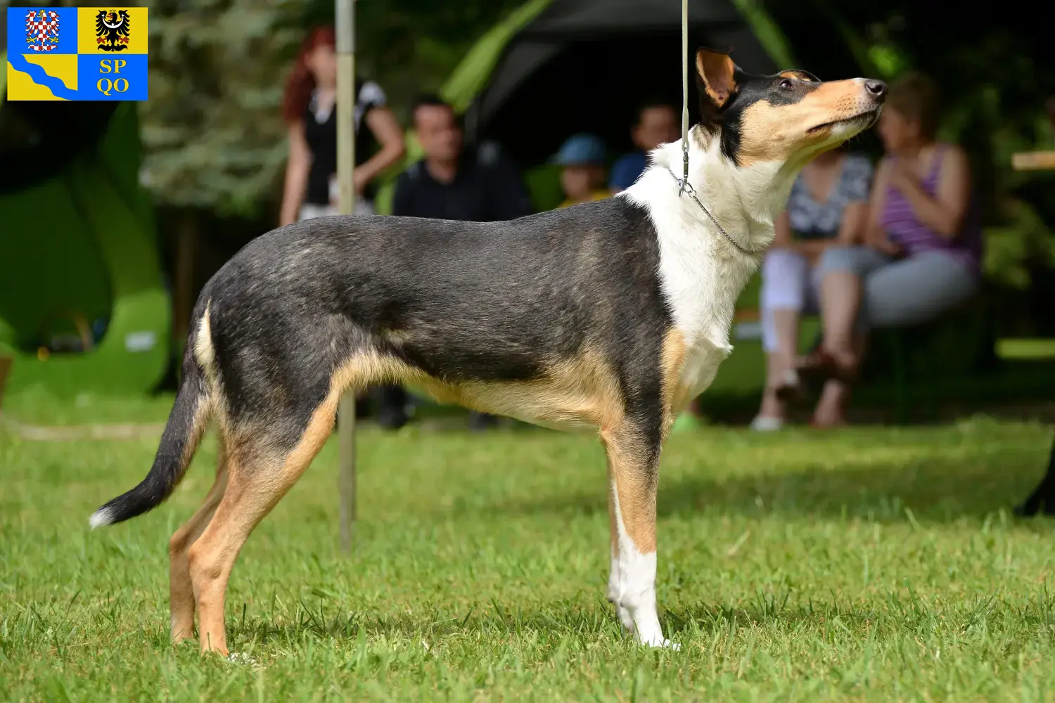 Read more about the article Collie breeders and puppies in Olomouc