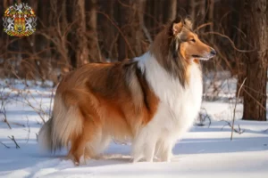 Read more about the article Collie breeders and puppies in Prague