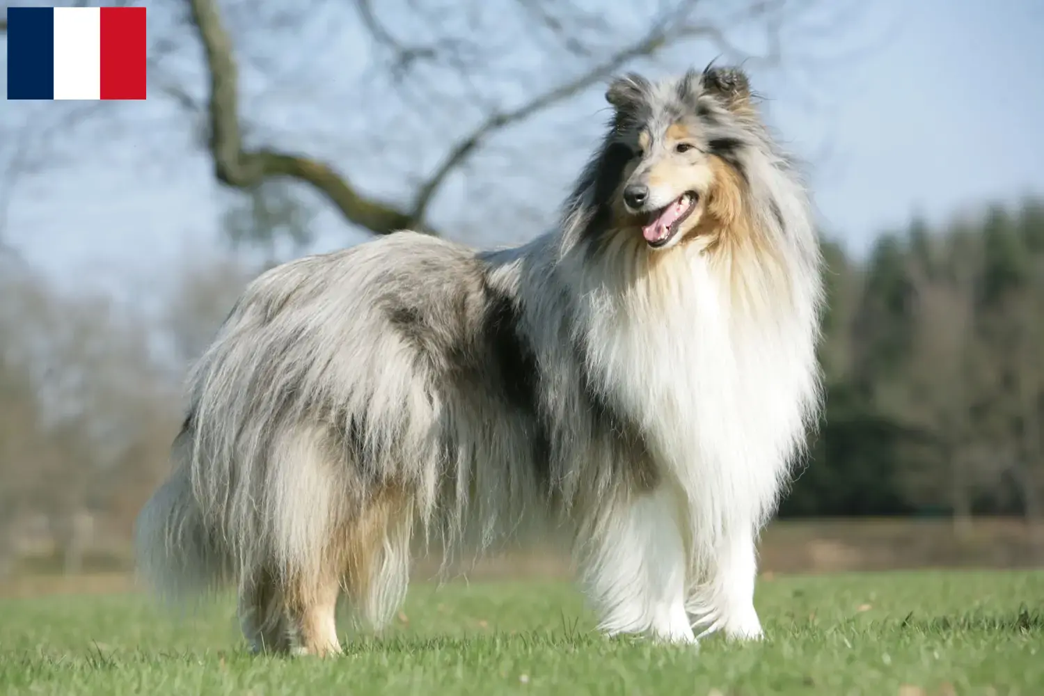 Read more about the article Collie breeders and puppies on Réunion