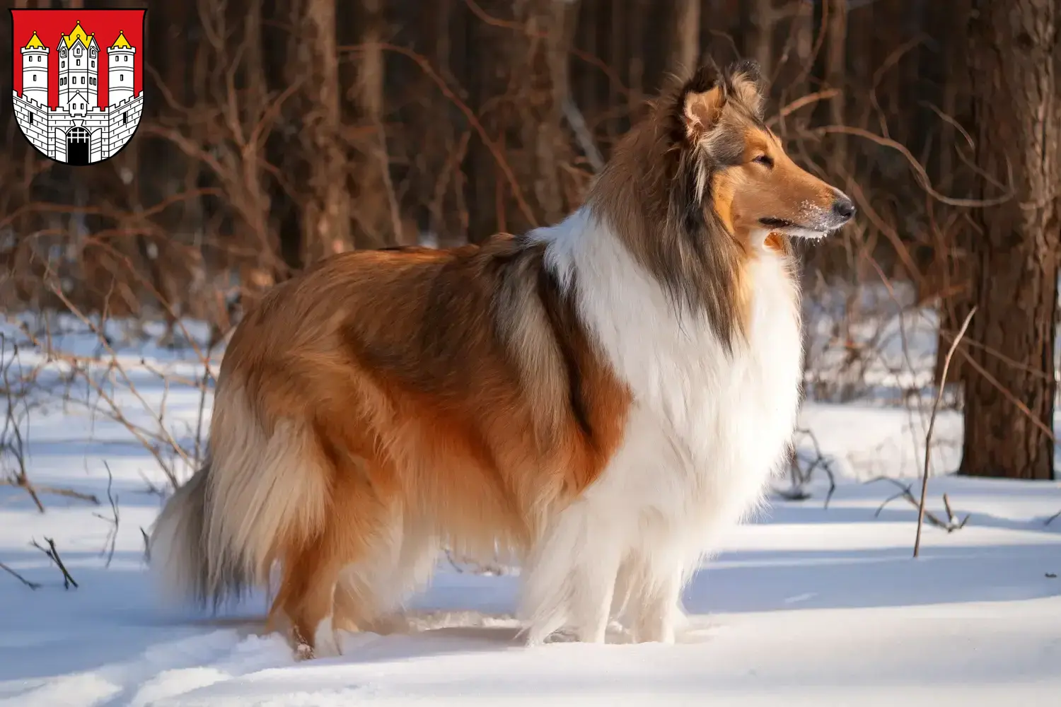 Read more about the article Collie breeders and puppies in Salzburg