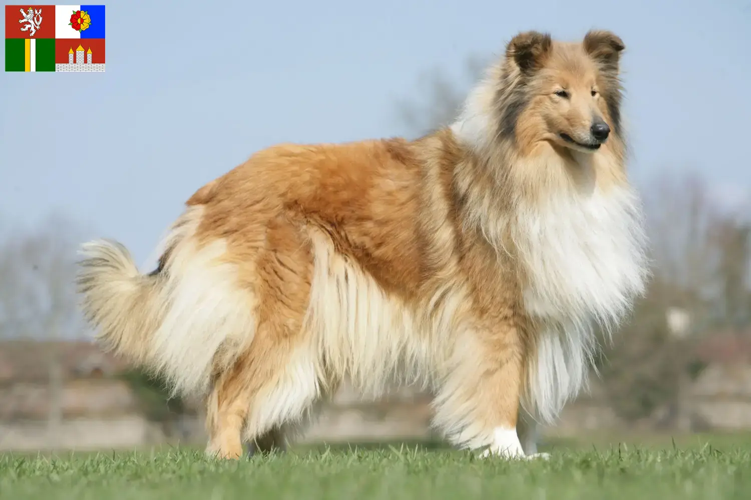 Read more about the article Collie breeders and puppies in South Bohemia