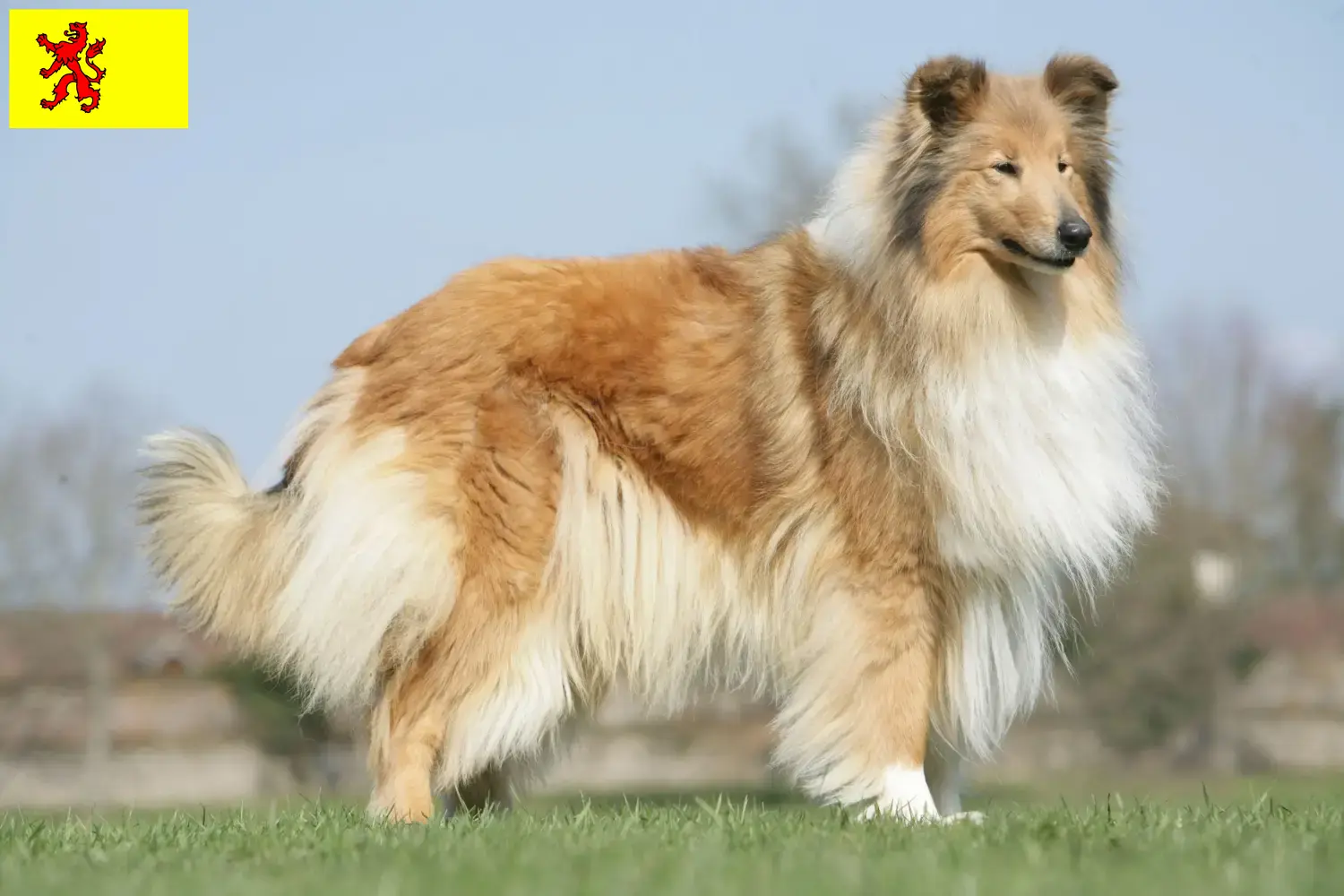 Read more about the article Collie breeders and puppies in South Holland