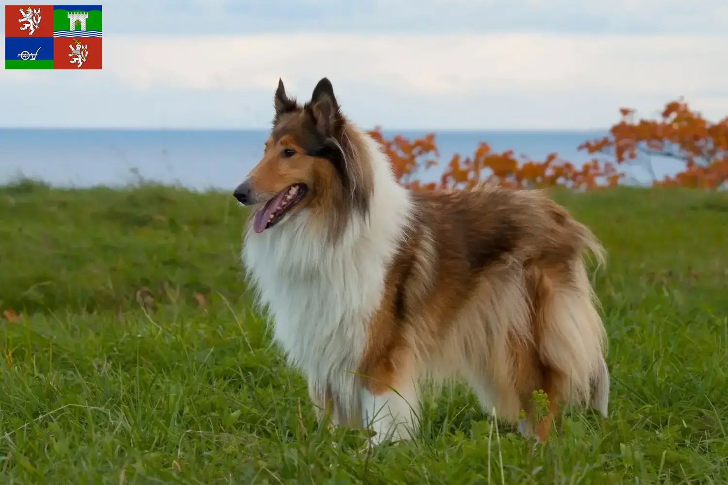 Read more about the article Collie breeders and puppies in Ústí