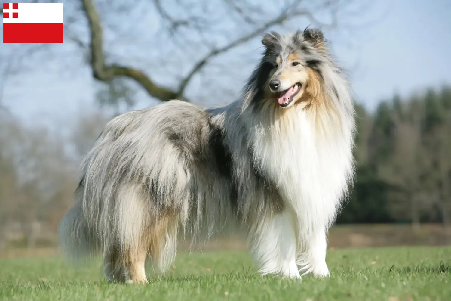 Read more about the article Collie breeders and puppies in Utrecht