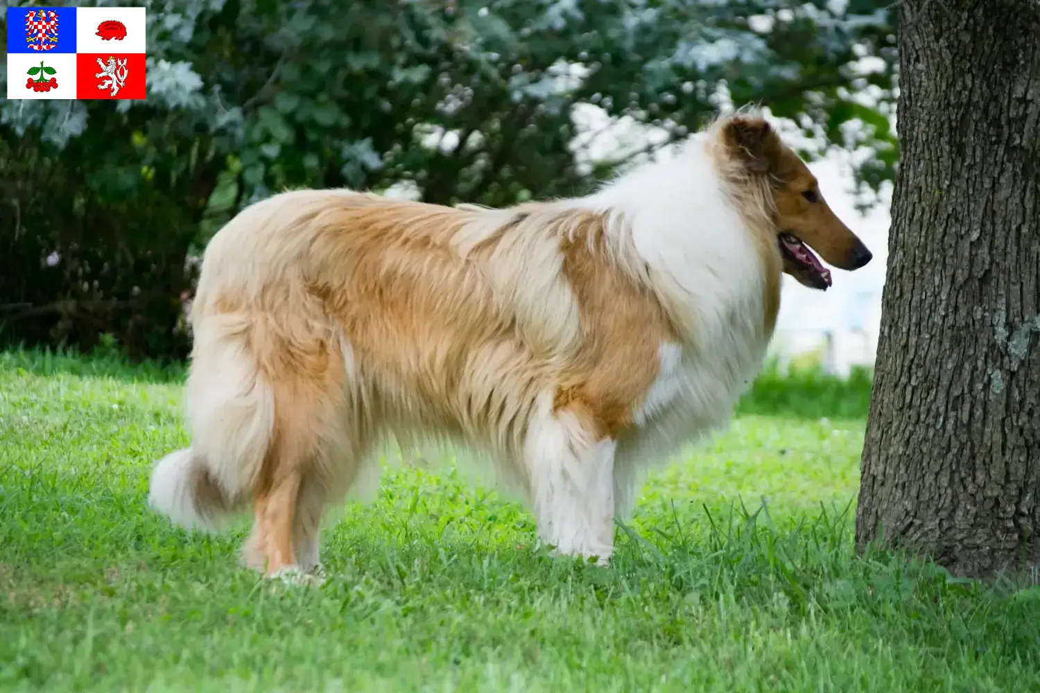 Read more about the article Collie breeders and puppies in Vysočina