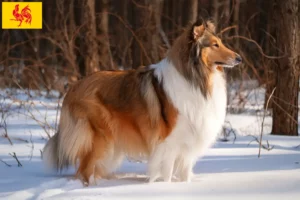 Read more about the article Collie breeders and puppies in Walloon Region