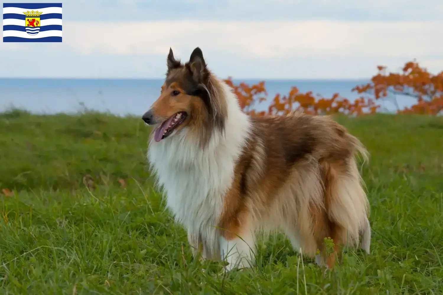 Read more about the article Collie breeders and puppies in Zeeland