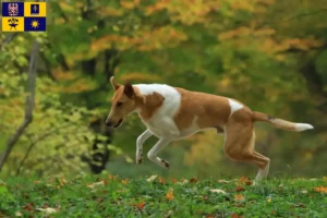 Read more about the article Collie breeders and puppies in Zlín