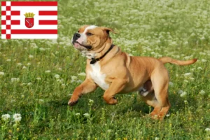 Read more about the article Continental Bulldog breeders and puppies in Bremen
