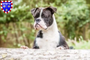 Read more about the article Continental Bulldog breeders and puppies in Centre-Val de Loire