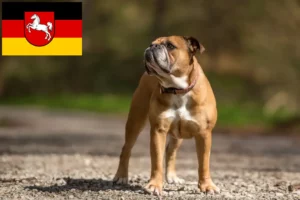 Read more about the article Continental Bulldog breeders and puppies in Lower Saxony