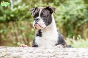 Read more about the article Continental Bulldog breeders and puppies in Midtjylland