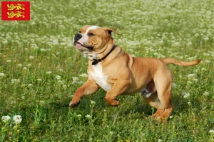 Read more about the article Continental Bulldog breeders and puppies in Normandy