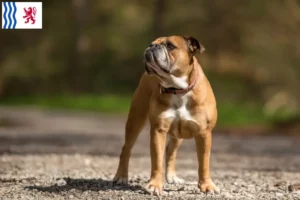 Read more about the article Continental Bulldog breeders and puppies in Nouvelle-Aquitaine