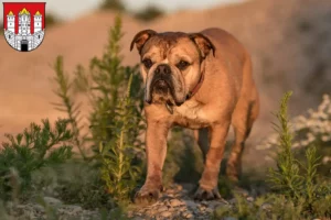 Read more about the article Continental Bulldog breeders and puppies in Salzburg