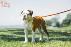 Read more about the article Continental Bulldog breeders and puppies in Syddanmark