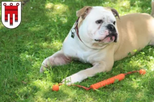 Read more about the article Continental Bulldog breeders and puppies in Vorarlberg