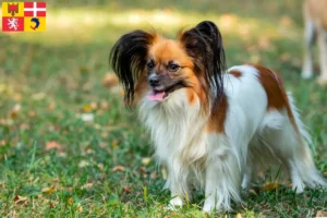 Read more about the article Continental Dwarf Spaniel breeder and puppies in Auvergne-Rhône-Alpes