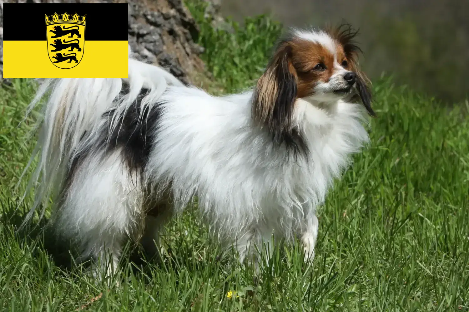 Read more about the article Continental Dwarf Spaniel breeders and puppies in Baden-Württemberg