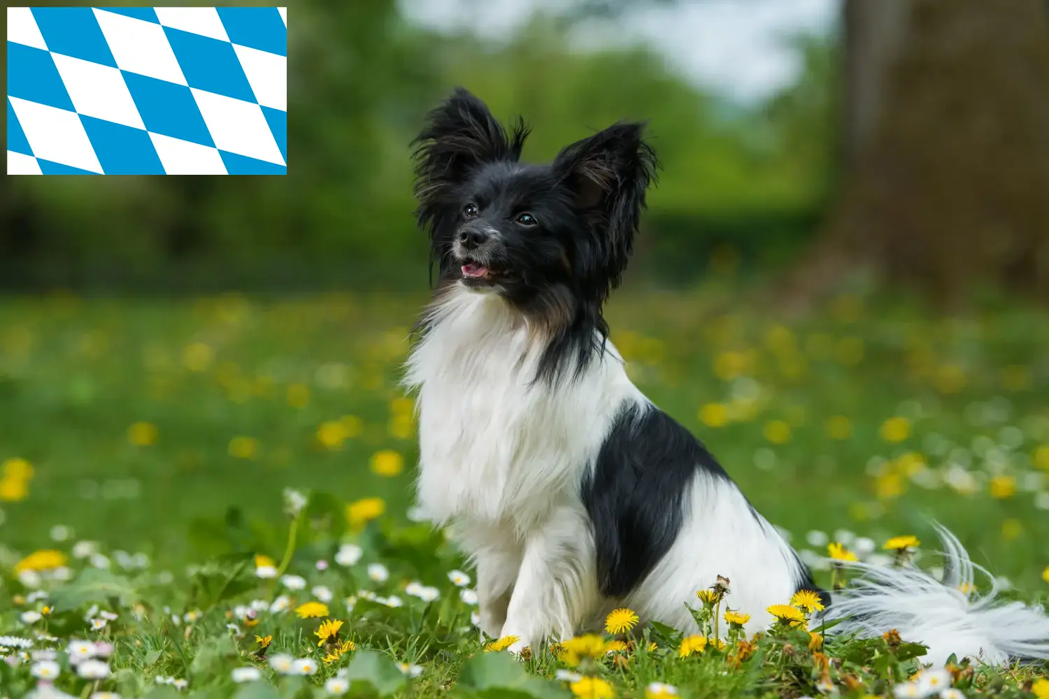 Read more about the article Continental Dwarf Spaniel breeders and puppies in Bavaria