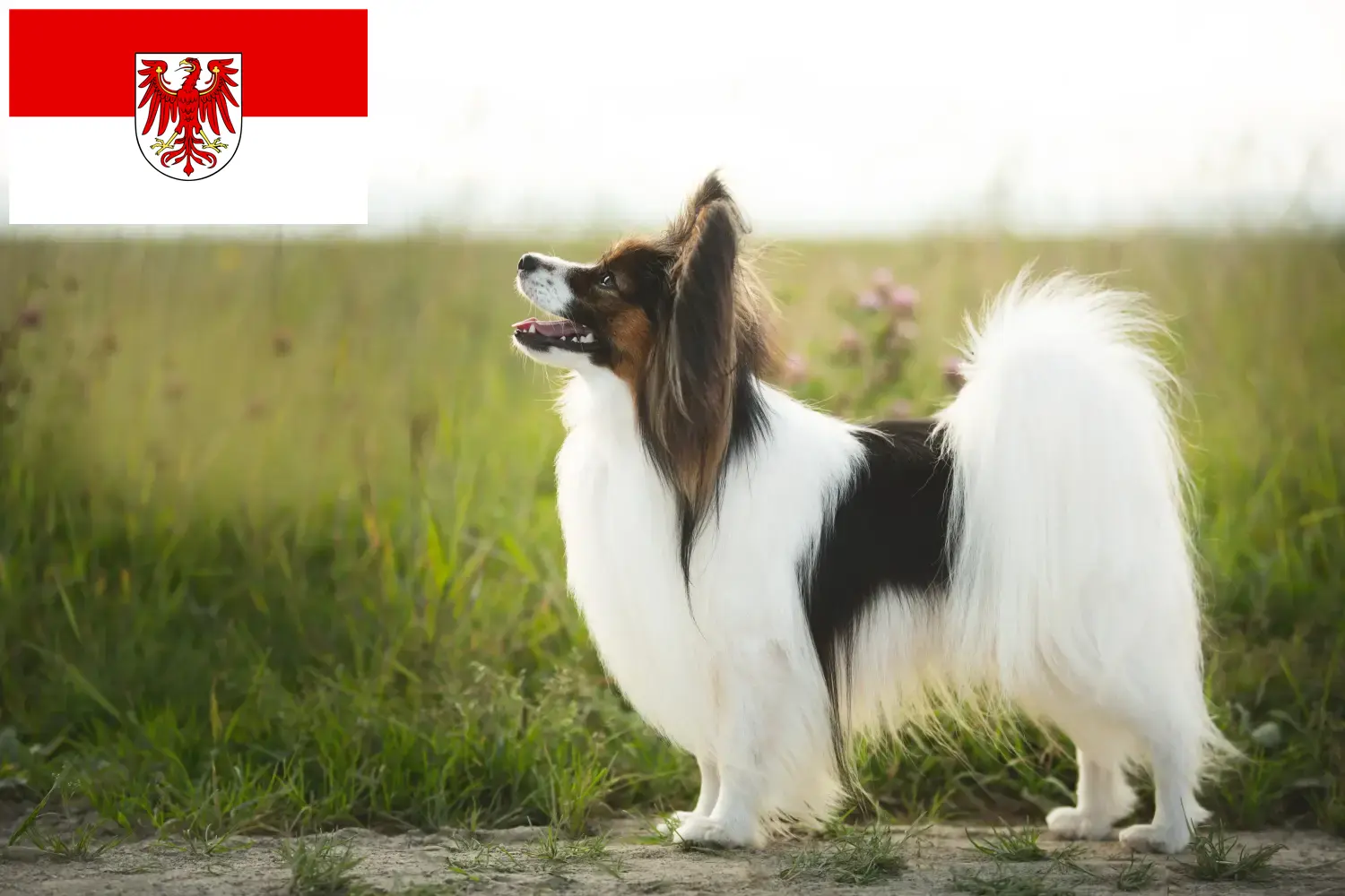 Read more about the article Continental Dwarf Spaniel breeders and puppies in Brandenburg