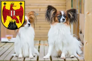 Read more about the article Continental Dwarf Spaniel breeder and puppies in Burgenland