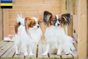 Read more about the article Continental Dwarf Spaniel breeder and puppies in Gelderland