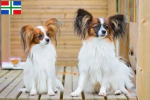 Read more about the article Continental Dwarf Spaniel breeder and puppies in Groningen