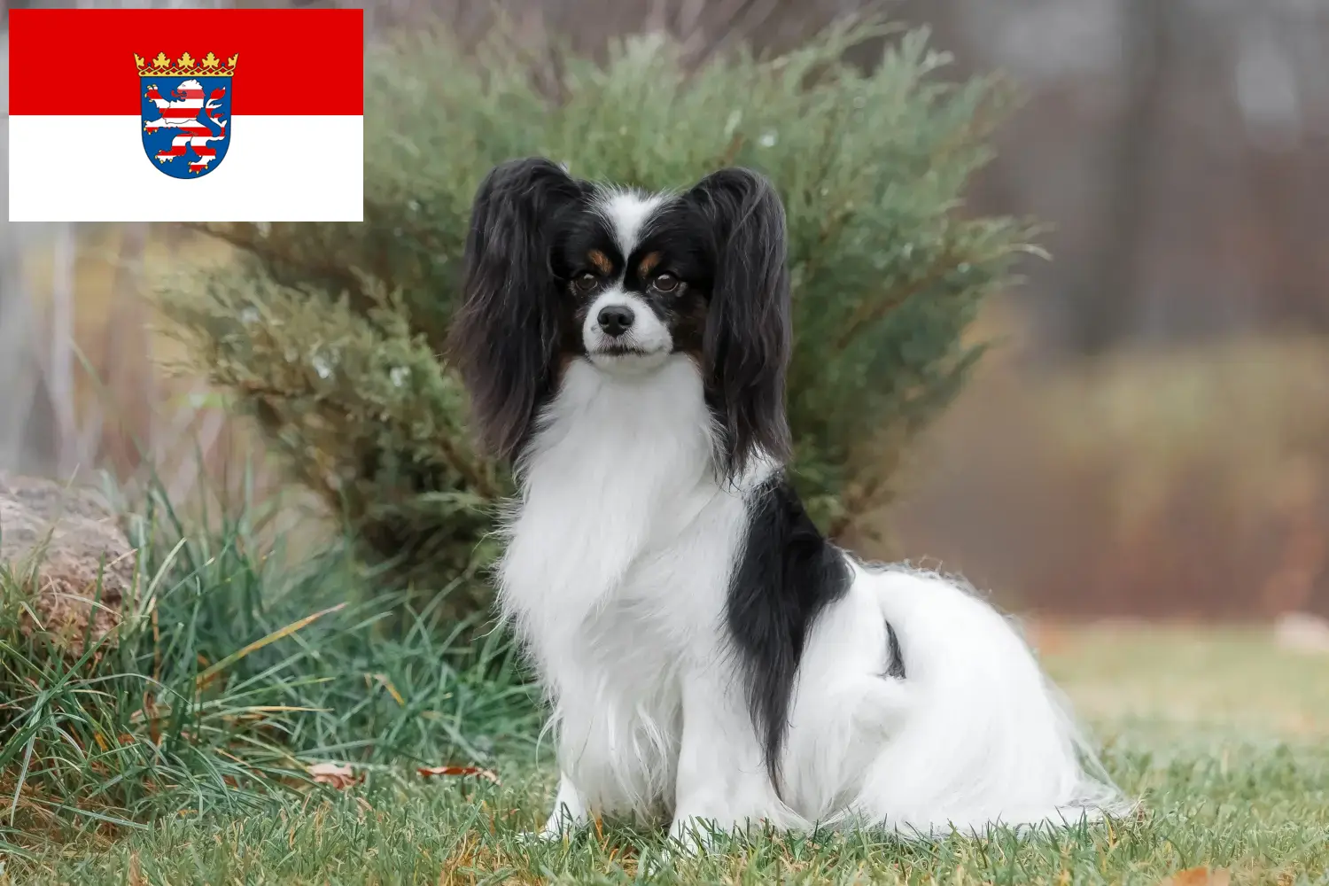 Read more about the article Continental Dwarf Spaniel breeders and puppies in Hesse