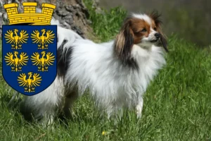 Read more about the article Continental Dwarf Spaniel breeder and puppies in Lower Austria