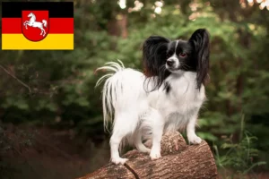 Read more about the article Continental Dwarf Spaniel breeders and puppies in Lower Saxony