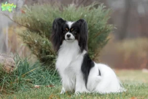 Read more about the article Continental Dwarf Spaniel breeder and puppies in Midtjylland