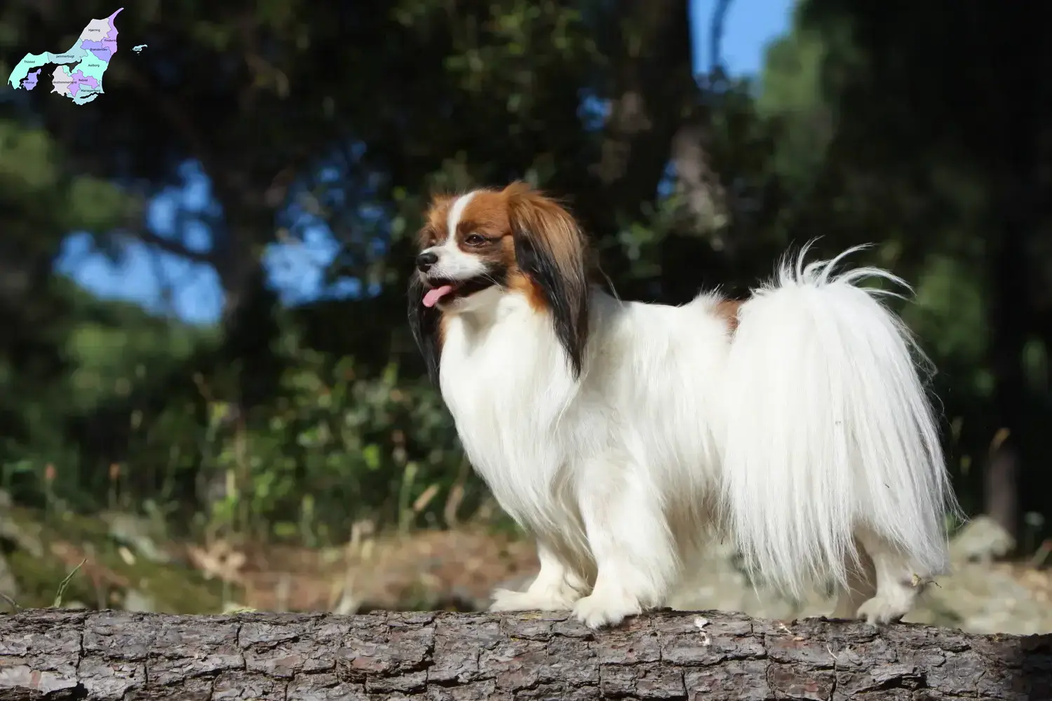 Read more about the article Continental Dwarf Spaniel breeder and puppies in North Jutland