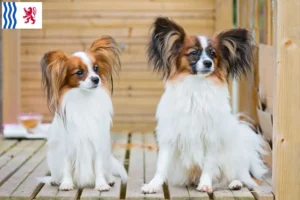 Read more about the article Continental Dwarf Spaniel breeder and puppies in Nouvelle-Aquitaine