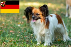 Read more about the article Continental Dwarf Spaniel breeders and puppies in Rhineland-Palatinate