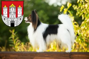 Read more about the article Continental Dwarf Spaniel breeder and puppies in Salzburg