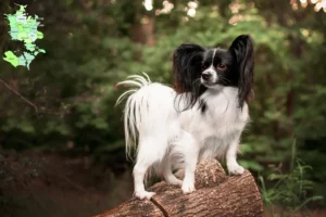 Read more about the article Continental Dwarf Spaniel breeder and puppies in Sjælland