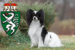 Read more about the article Continental Dwarf Spaniel breeder and puppies in Styria