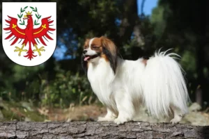 Read more about the article Continental Dwarf Spaniel breeder and puppies in Tyrol