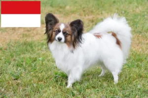 Read more about the article Continental Dwarf Spaniel breeder and puppies in Vienna